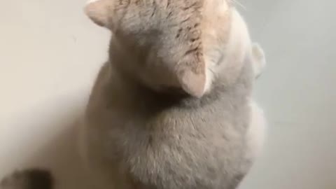 #cat #cute #fyp #foryou #cats