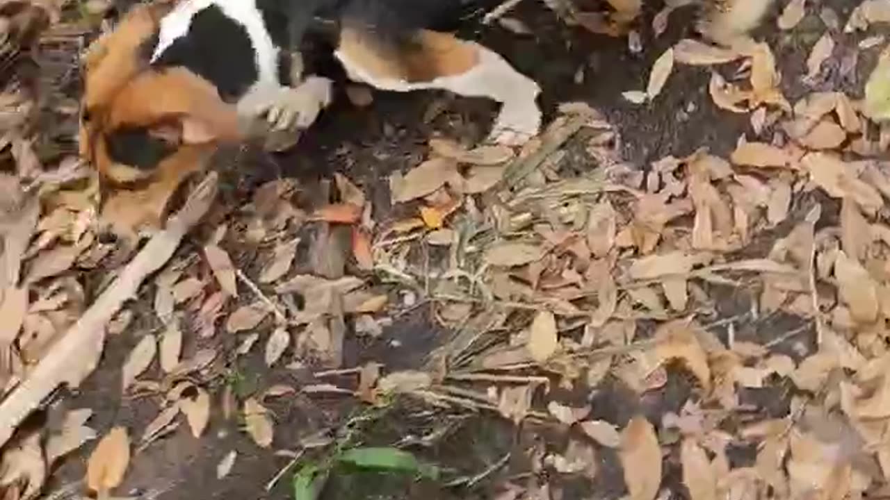 Bo had me exploring some swampy looking places #lovedogs #beagleslife #beagletales #shorts