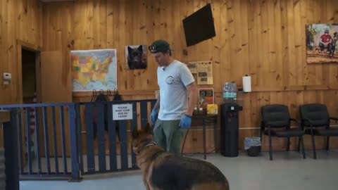 Anxious German shepherd first training