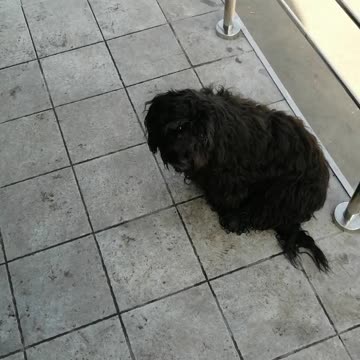 Black dog on the street.