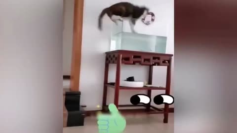 funniest cats and dogs