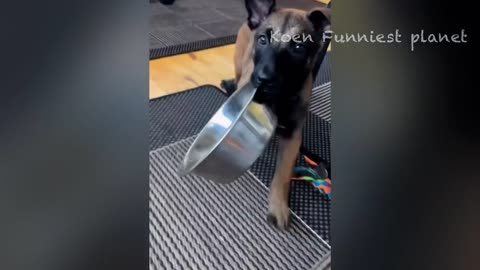 Funny dogs