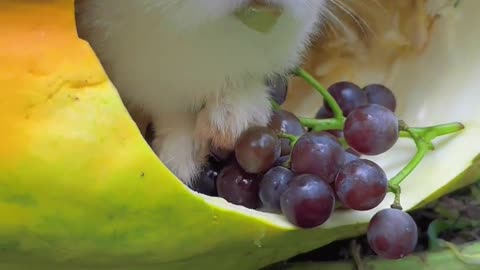 The little bunny eats grapes.