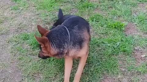 Have fun with my dog ​​Black