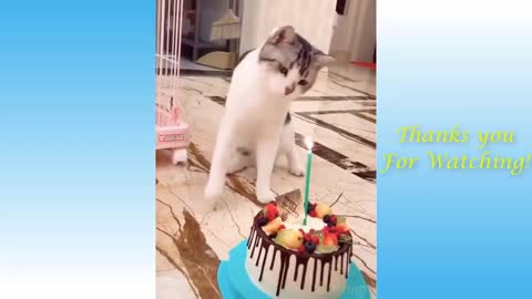 funny animals moments 4 - rac