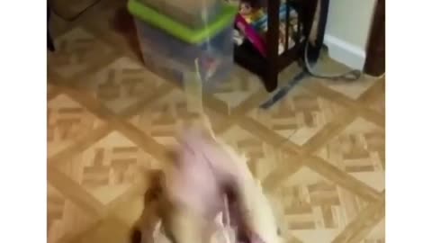 # hungry dog 🐶 funny dog videos.