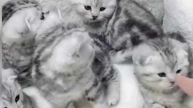 Cute and funny baby cat videos