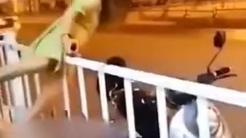 Funny Animals #shorts Click the Subscribe button for the Animal Lover