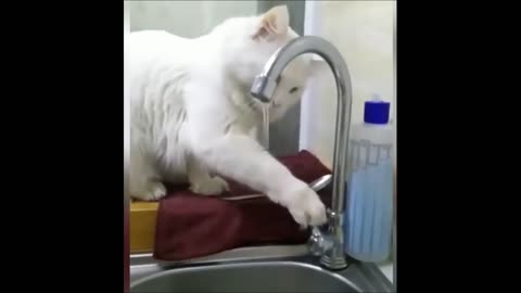 Cute and funny kids animals