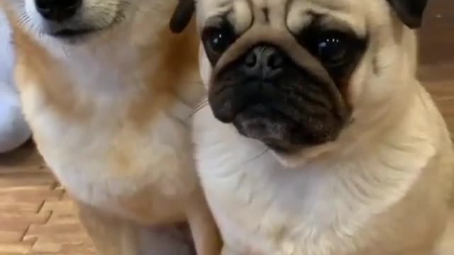 Such a good dog go! That’s right! Point that bird out!