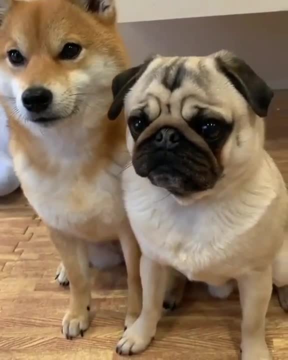 Such a good dog go! That’s right! Point that bird out!