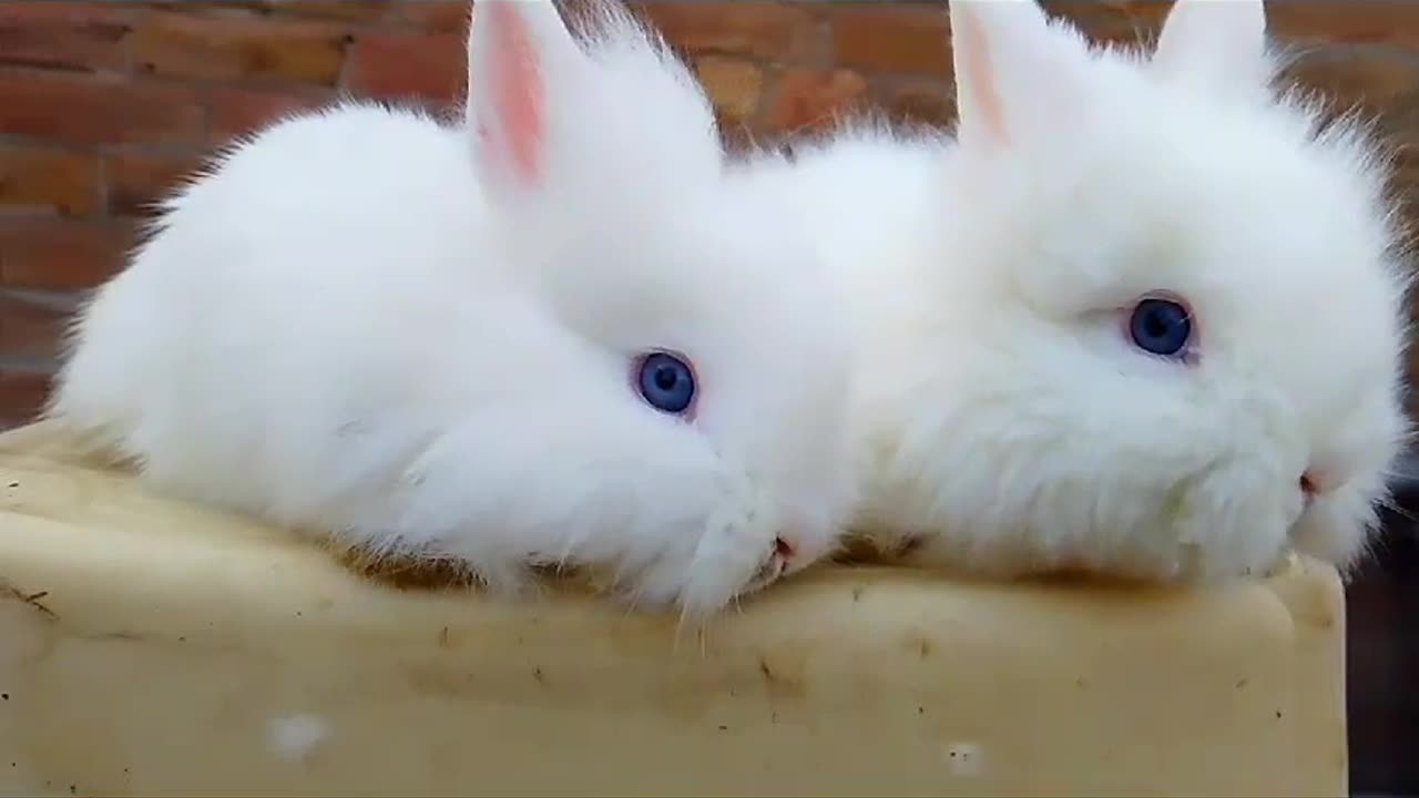 Rabbit Rabbit