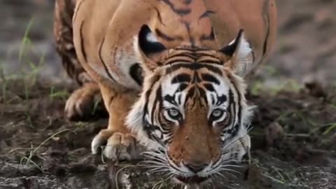 Wildlife