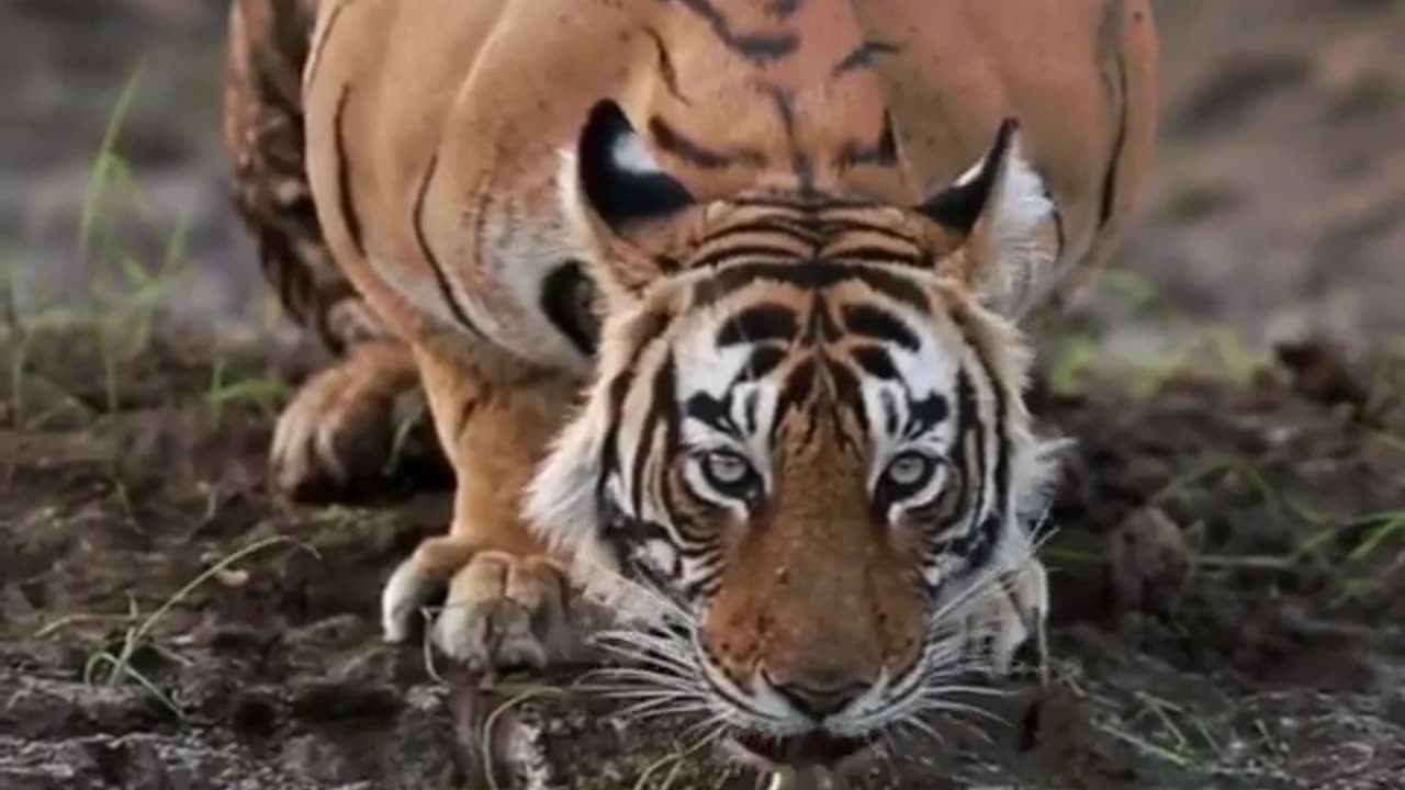 Wildlife