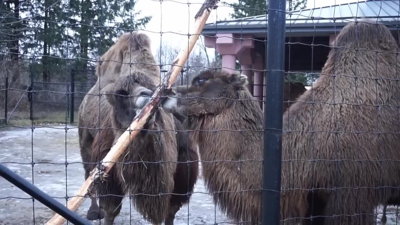 CAMELS IN LOVE