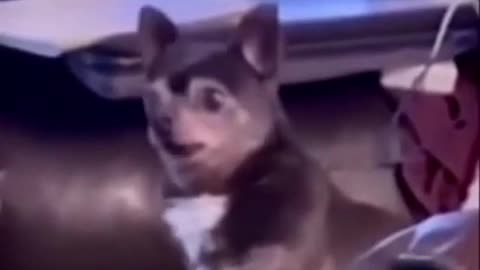 ARE YOU READY TO LAUGH?😹😹😹||funny videos dog compilation 🐕🥳