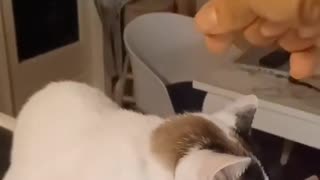 Cat being obedient for a change