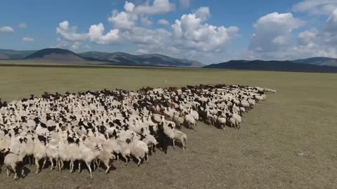 Aerial drone shot flying over a herd of sheep in endless landscape Mongolia