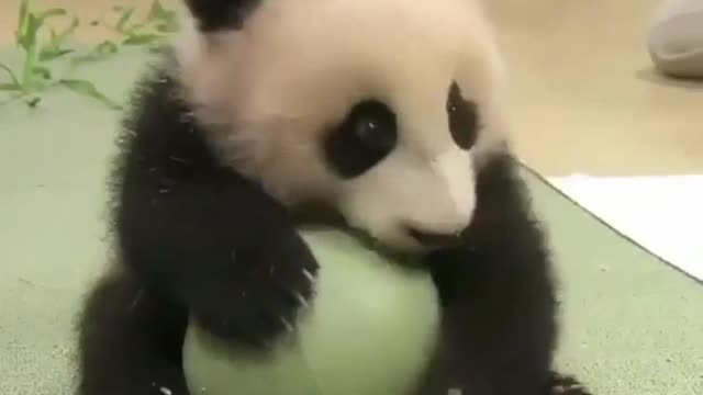 The cute giant panda loves its ball toy.