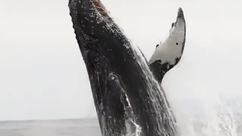 Fabulous