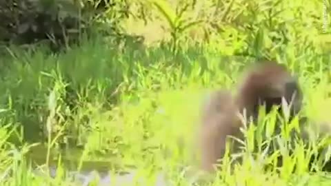 Everyone warned him not to meet the gorilla he raised 😢