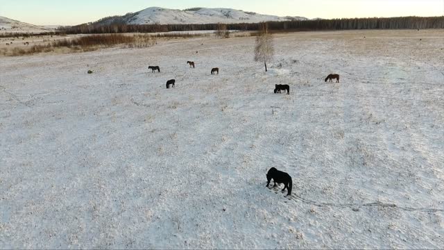 Drone Footage of Horses Grazing in a Snow Covered Pasture