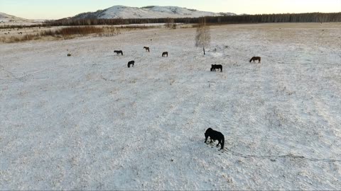 Drone Footage of Horses Grazing in a Snow Covered Pasture
