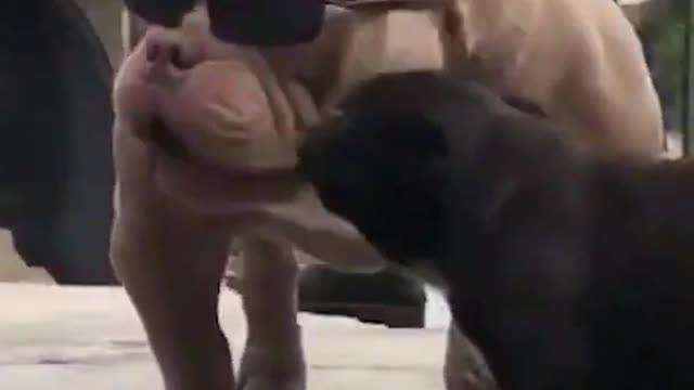 very cute dad and son pitbull dog shorts , best attitute