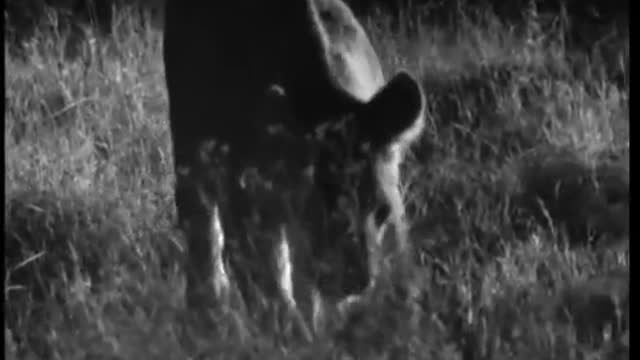 Prickly Porcupine Hunted by Wild Cats | Cats Under the Serengeti Stars | BBC Earth