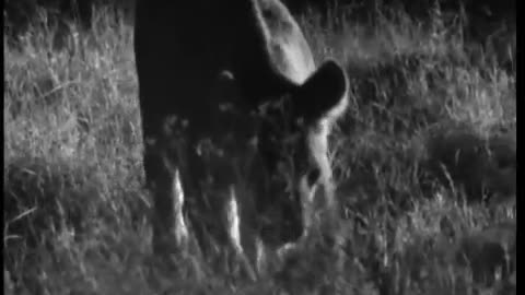 Prickly Porcupine Hunted by Wild Cats | Cats Under the Serengeti Stars | BBC Earth