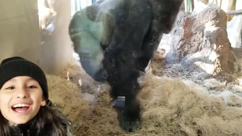 The gorilla scared the girl!