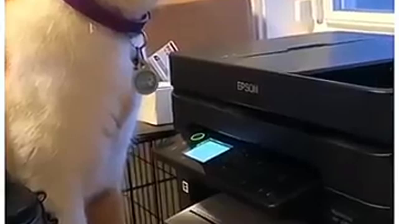 Most healthy funny video for children