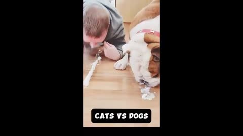 funny animals try not to laugh part 1
