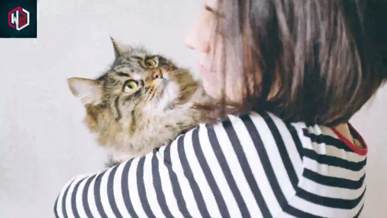 What Really Means When Your Cat Curls Up With You For Cuddles
