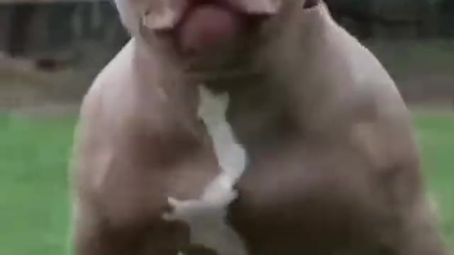 Dog training video hard