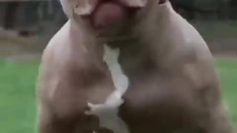 Dog training video hard