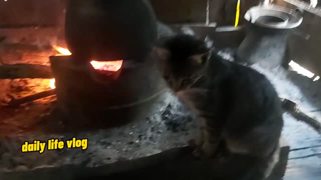 the cat warms up early in the morning