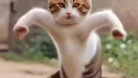 Cat funny dance 🤣