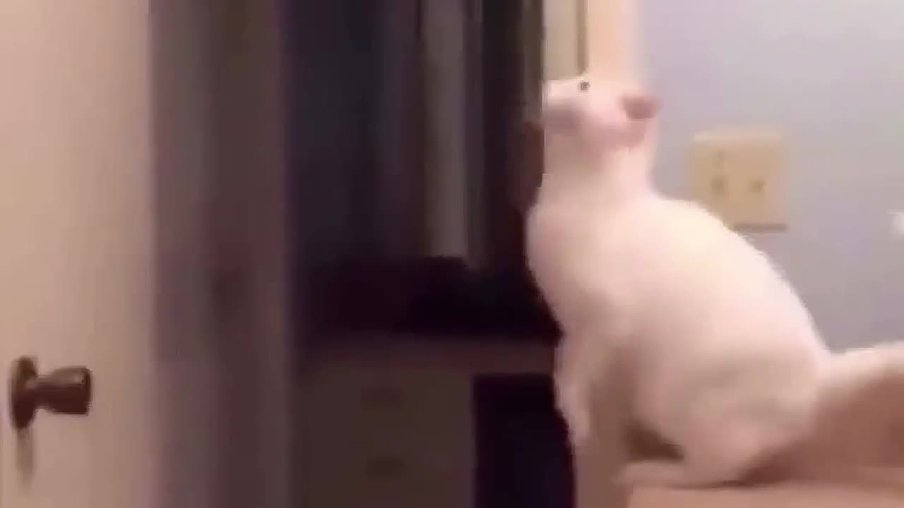 Funny cats😆