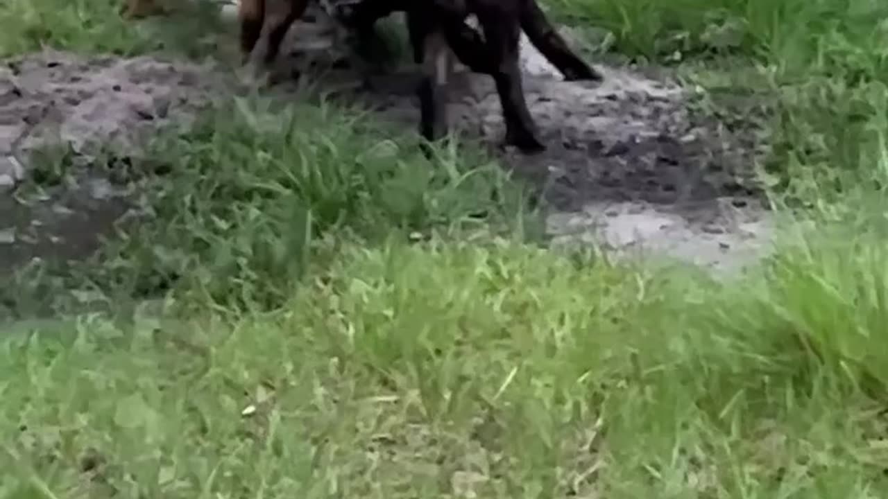 Two giant boar hogs fighting in central Florida.