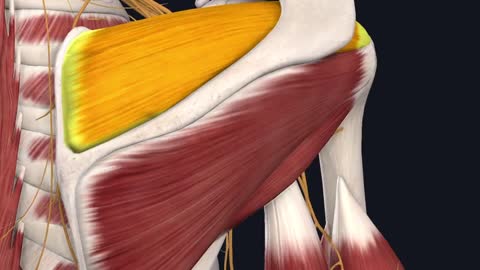 The #suprascapular nerve runs through the notch of the scapula