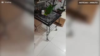 Este pássaro adora um carrinho de controle remoto
