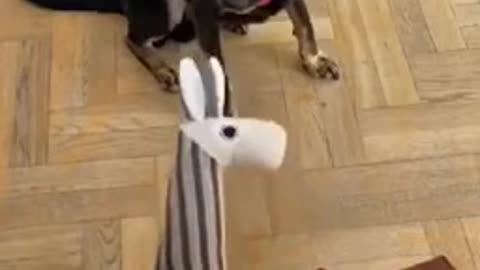 The Dog eating food