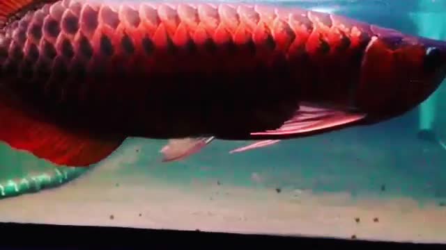 Arowana