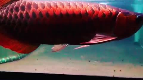Arowana