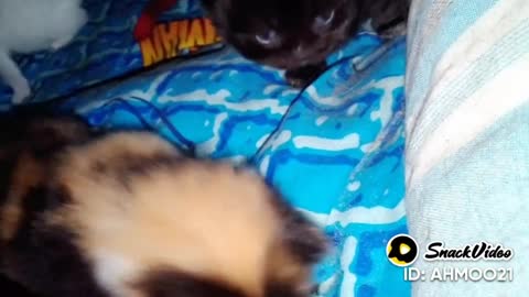 Mother Cats And Kittens | Kitty Cats 😸