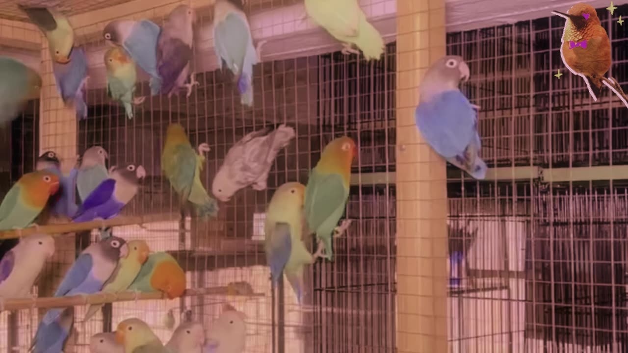 Lovebirds Care In Under A Minute!