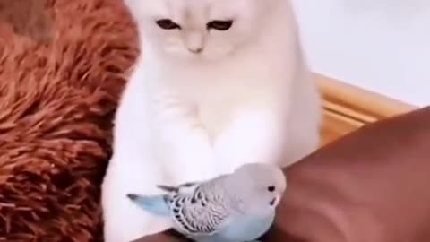 Super Cute Cat