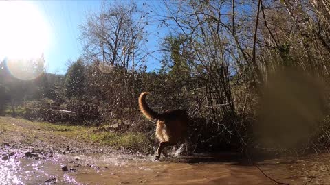 A Dog Jumping in the Water. 🐕 Jumping on 🌊