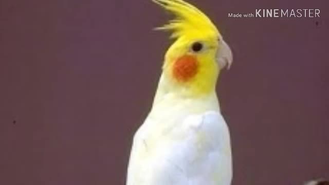 O canto da Calopsita..Cockatiel's corner.
